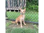 Adopt West Memphis 18 a Terrier