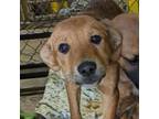 Adopt Timmy a Mixed Breed