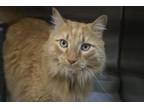Adopt Oliver a Domestic Long Hair, Tabby