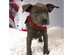 Adopt Blue a Pit Bull Terrier