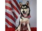 Adopt Ruso a Husky