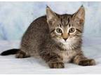 Adopt Sprout a Domestic Short Hair