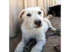 Adopt Remington a German Shepherd Dog, Labrador Retriever