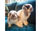 Adopt Levi and Shmuley (Bonded Pair) a Mini Lop