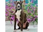 Adopt Harley Boy a Boxer, Pit Bull Terrier