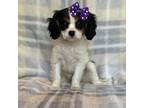 Cavalier King Charles Spaniel Puppy for sale in Lakeland, FL, USA