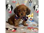 Lhasa Apso Puppy for sale in Lakeland, FL, USA