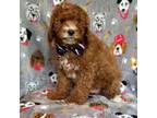 Cavapoo Puppy for sale in Lakeland, FL, USA