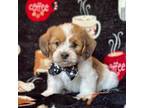 Lhasa Apso Puppy for sale in Lakeland, FL, USA
