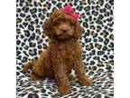 Cavapoo Puppy for sale in Lakeland, FL, USA