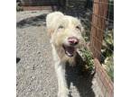 Adopt Boris a Irish Wolfhound, Mixed Breed