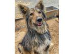 Adopt Steely a Shepherd, Siberian Husky