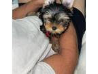 Yorkshire Terrier Puppy for sale in Jacksonville, FL, USA