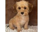 Cavapoo Puppy for sale in Martinsville, IN, USA