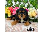Cavalier King Charles Spaniel Puppy for sale in Miami, FL, USA