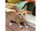 Adopt Shazam a Domestic Short Hair