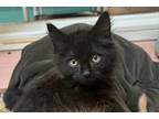 Adopt Captain Levi a Domestic Long Hair