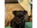 Scottish Terrier Puppy for sale in Subiaco, AR, USA