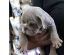Bulldog Puppy for sale in Kernersville, NC, USA