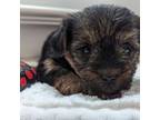 Yorkshire Terrier Puppy for sale in Loogootee, IN, USA