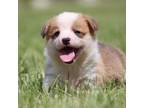 Pembroke Welsh Corgi Puppy for sale in Fort Madison, IA, USA