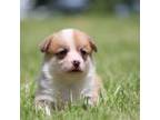 Pembroke Welsh Corgi Puppy for sale in Fort Madison, IA, USA