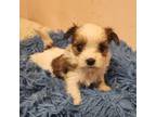 Shorkie Tzu Puppy for sale in Sullivan, IL, USA