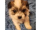 Shorkie Tzu Puppy for sale in Sullivan, IL, USA