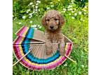 Goldendoodle Puppy for sale in Taylorsville, NC, USA
