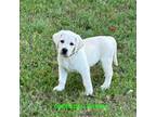 Labrador Retriever Puppy for sale in Anderson, TX, USA