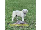 Labrador Retriever Puppy for sale in Anderson, TX, USA