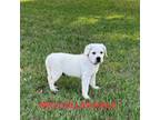 Labrador Retriever Puppy for sale in Anderson, TX, USA