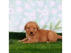 Golden Retriever Puppy for sale in Dixon, IL, USA