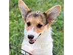 Pembroke Welsh Corgi Puppy for sale in Blaine, TN, USA