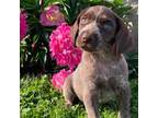 German Shorthaired Pointer Puppy for sale in Bernville, PA, USA