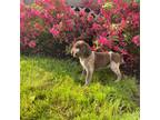 German Shorthaired Pointer Puppy for sale in Bernville, PA, USA