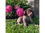 German Shorthaired Pointer Puppy for sale in Bernville, PA, USA