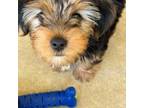 Yorkshire Terrier Puppy for sale in Rocky Mount, VA, USA