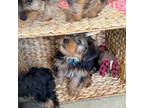 Yorkshire Terrier Puppy for sale in Rocky Mount, VA, USA