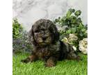 Maltipoo Puppy for sale in Plainville, IN, USA