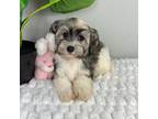 Havanese Puppy for sale in Indianapolis, IN, USA