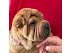 Chinese Shar-Pei Puppy for sale in Grand Rapids, MI, USA