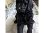 Labradoodle Puppy for sale in Floresville, TX, USA