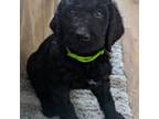 Labradoodle Puppy for sale in Floresville, TX, USA