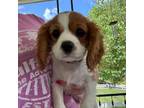 Cavalier King Charles Spaniel Puppy for sale in Valdese, NC, USA