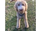 Goldendoodle Puppy for sale in Birmingham, AL, USA