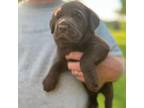Labrador Retriever Puppy for sale in Broaddus, TX, USA