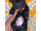 Mutt Puppy for sale in Warner Robins, GA, USA