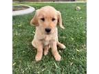 Golden Retriever Puppy for sale in Riverside, CA, USA