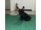 French Bulldog Puppy for sale in Hemet, CA, USA